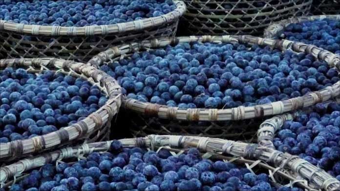 Açaí is Brazil’s Superfruit: What is it again?