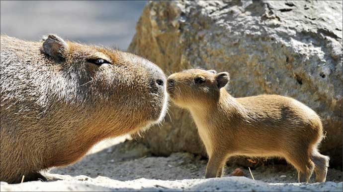 Mother Capivara with young.